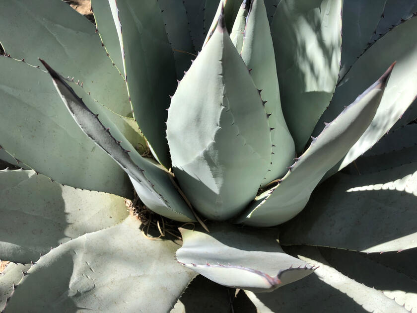 Yucca