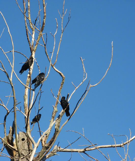 Crows