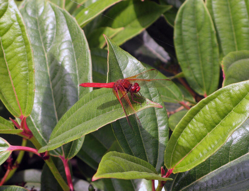 Dragonfly