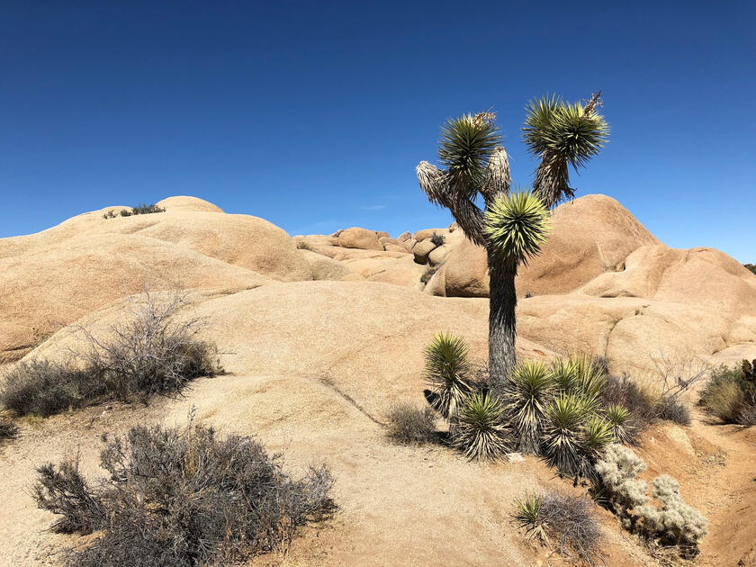 Joshua Tree