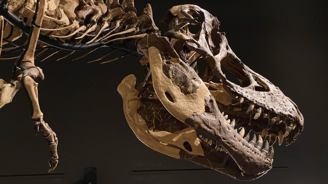 T-Rex