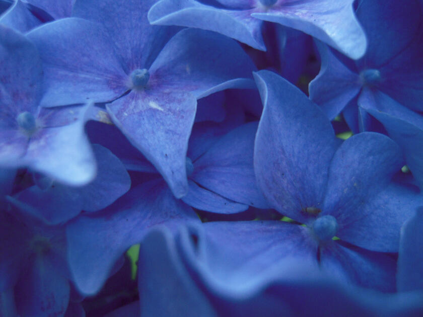 Hydrangea