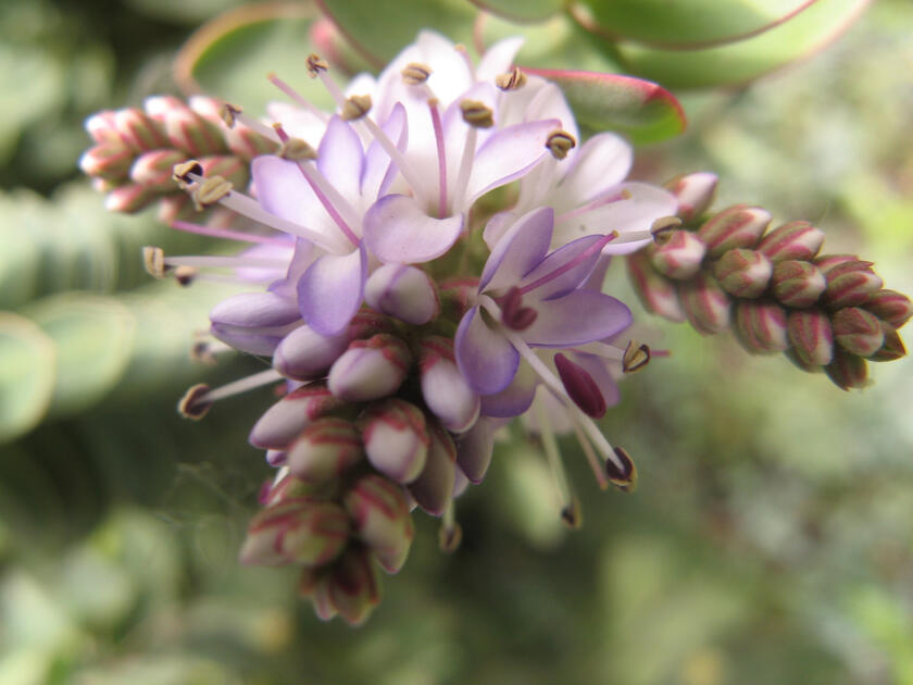 Bellevue Botanical Garden