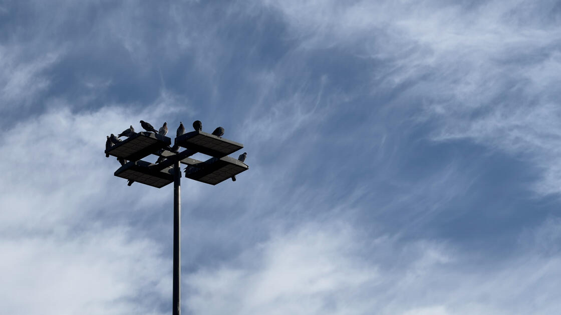 Birds